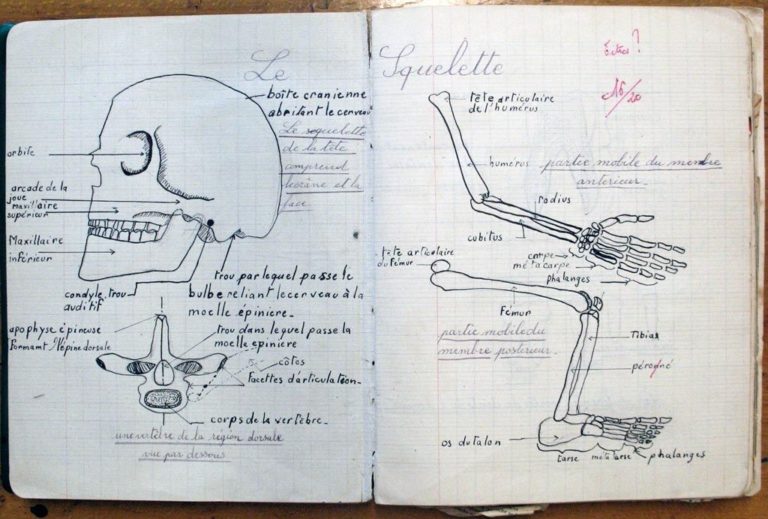 Cahier d'écolier : leçon d'anatomie