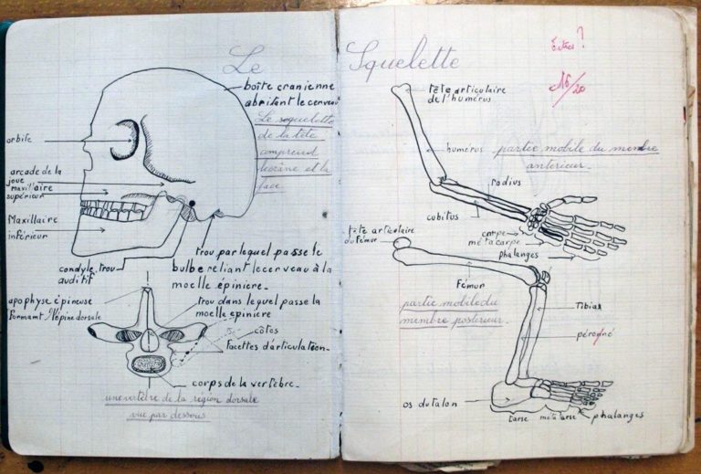 Cahier d'écolier : leçon d'anatomie